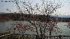 sakura2-20230404112128.jpg