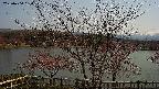 sakura2-20230404130130.jpg