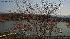 sakura2-20230404131127.jpg