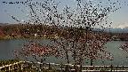 sakura2-20230404142130.jpg