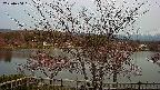 sakura2-20230404161129.jpg