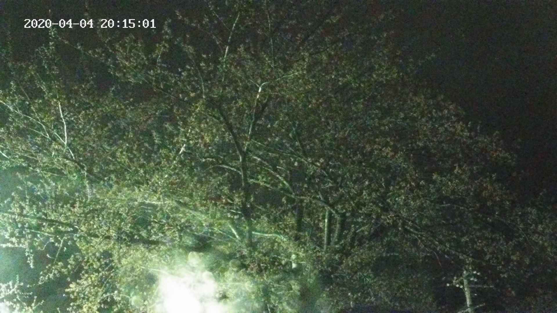 sakura420200404201501.jpg