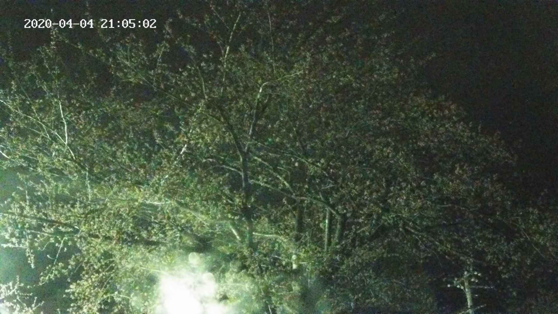 sakura420200404210502.jpg
