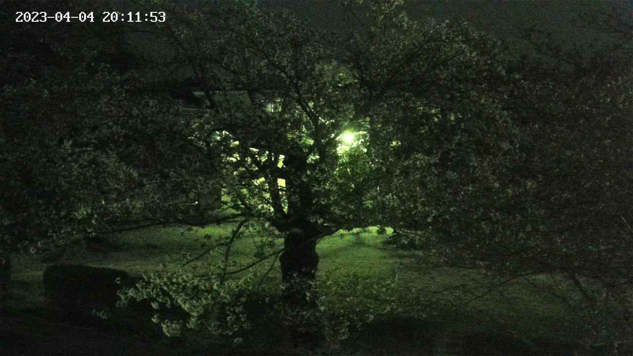 sakura4-20230404201154.jpg
