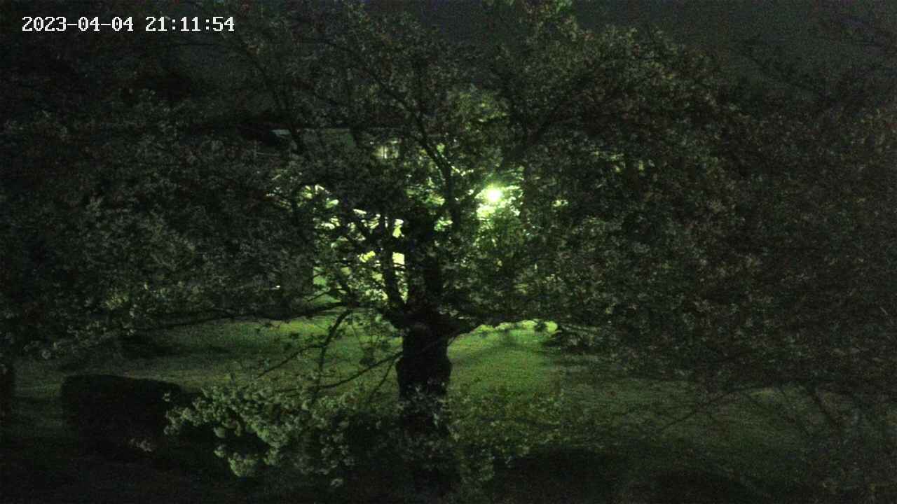 sakura4-20230404211155.jpg