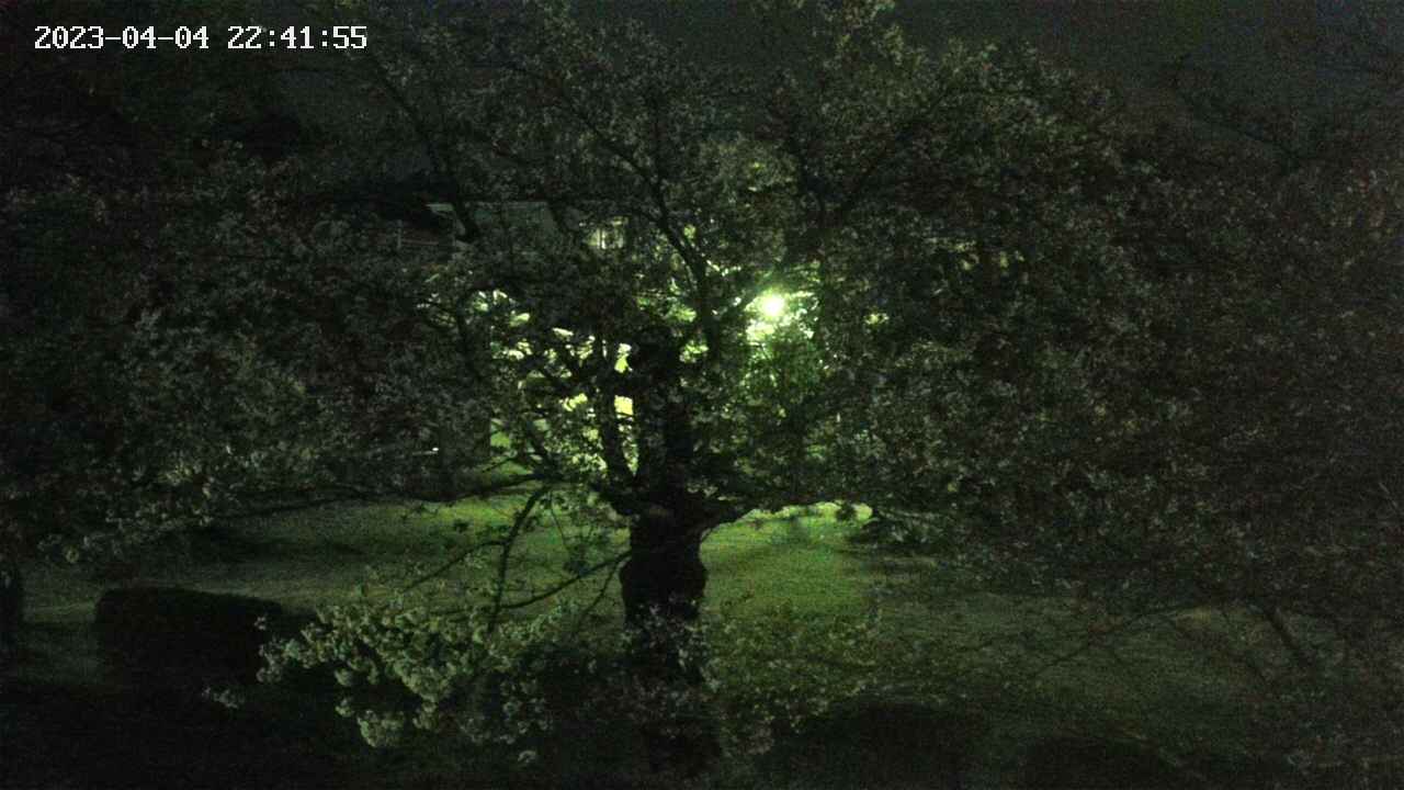 sakura4-20230404224155.jpg