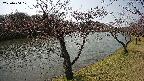 shirase2-20230404101128.jpg