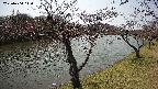 shirase2-20230404110128.jpg