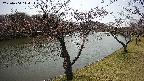 shirase2-20230404114133.jpg