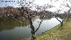 shirase2-20230404144130.jpg