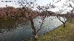 shirase2-20230404165130.jpg