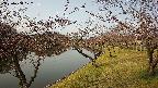 shirase3-20230404072144.jpg