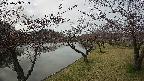 shirase3-20230404083144.jpg