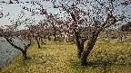 shirase4-20230404102156.jpg
