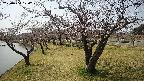 shirase4-20230404120157.jpg