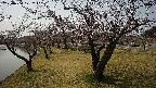 shirase4-20230404121158.jpg