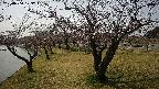 shirase4-20230404123159.jpg