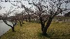 shirase4-20230404124158.jpg