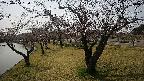 shirase4-20230404130156.jpg