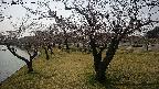 shirase4-20230404132201.jpg