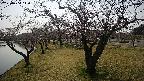shirase4-20230404140155.jpg