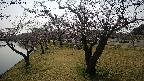 shirase4-20230404141155.jpg