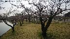 shirase4-20230404142157.jpg