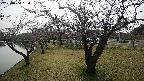 shirase4-20230404150157.jpg