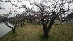 shirase4-20230404153156.jpg
