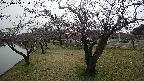 shirase4-20230404154156.jpg