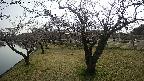 shirase4-20230404162156.jpg