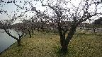 shirase4-20230404163158.jpg