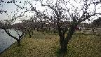 shirase4-20230404164158.jpg