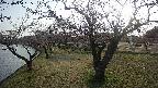 shirase4-20230404165158.jpg