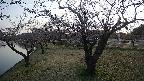 shirase4-20230404171156.jpg
