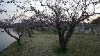 shirase4-20230404175200.jpg