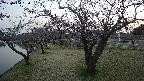 shirase4-20230404180155.jpg