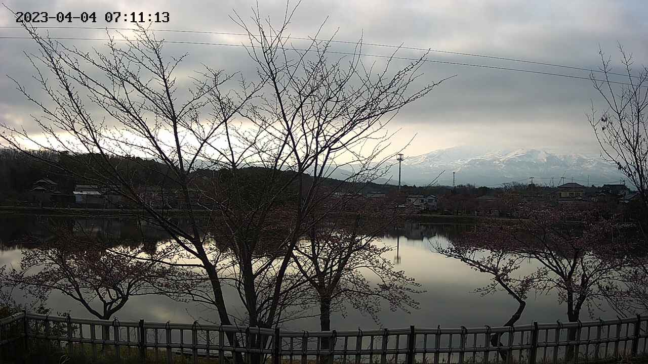 sakura-20230404071114.jpg