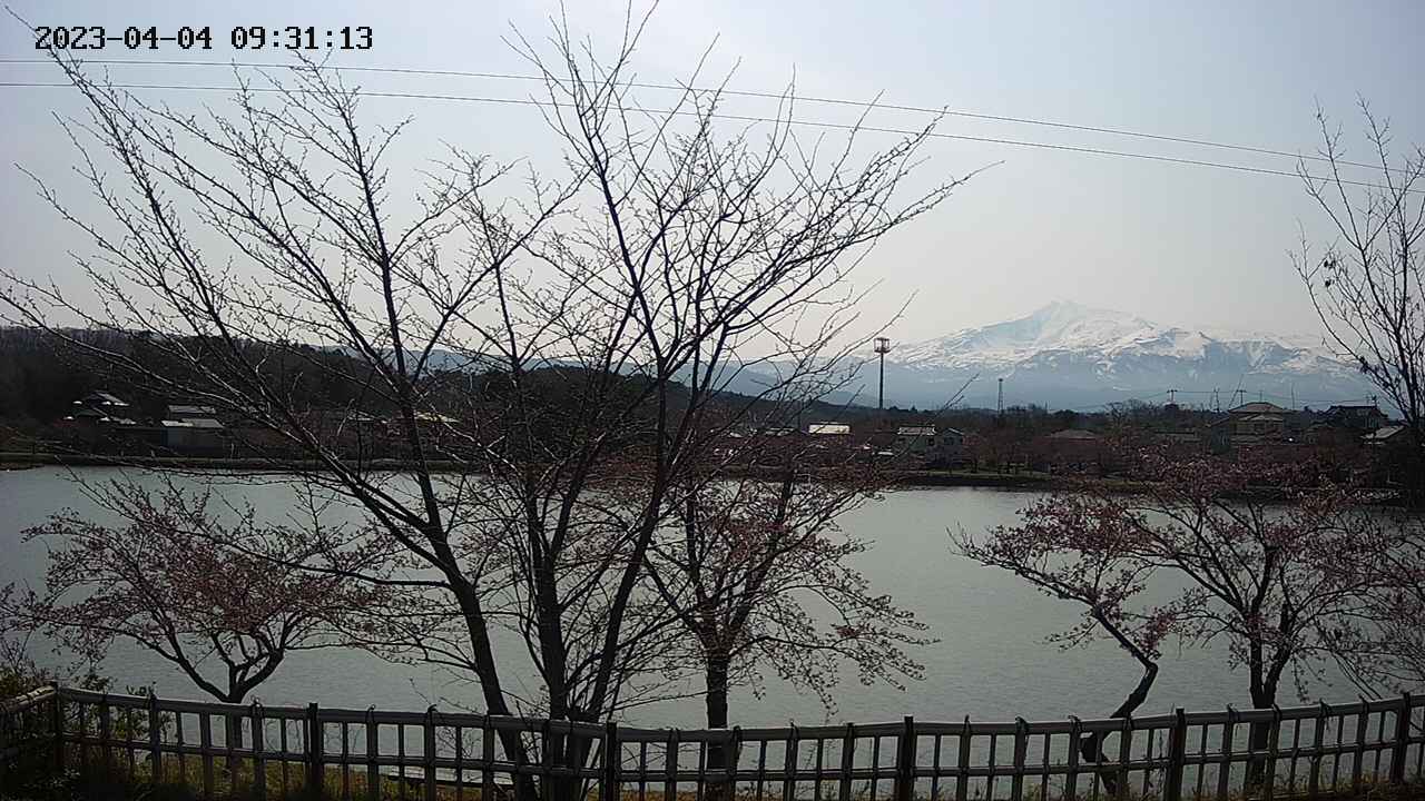 sakura-20230404093114.jpg