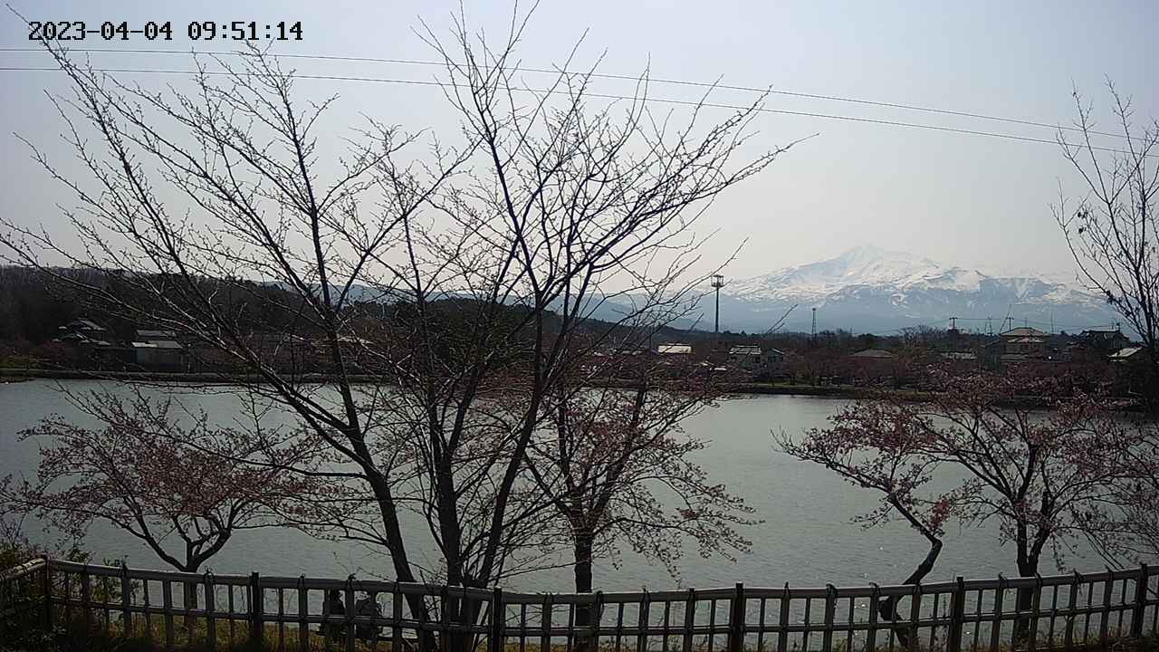 sakura-20230404095115.jpg