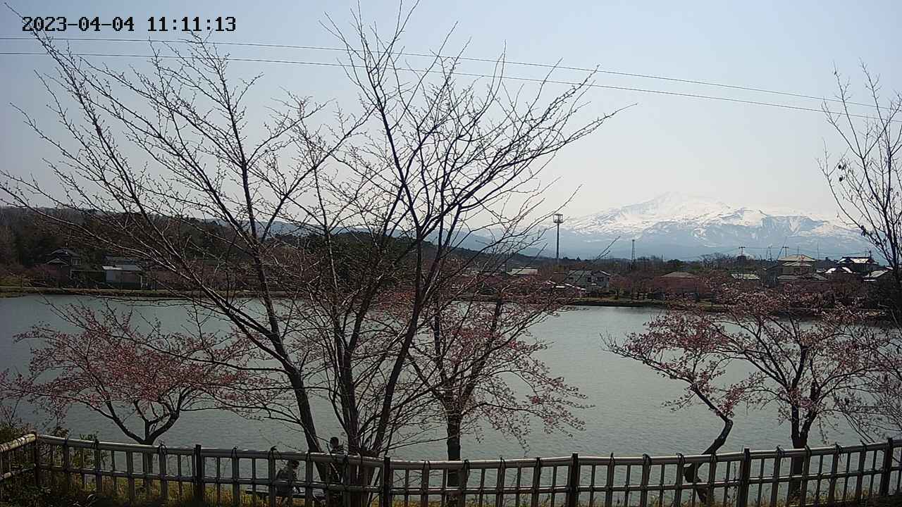 sakura-20230404111115.jpg