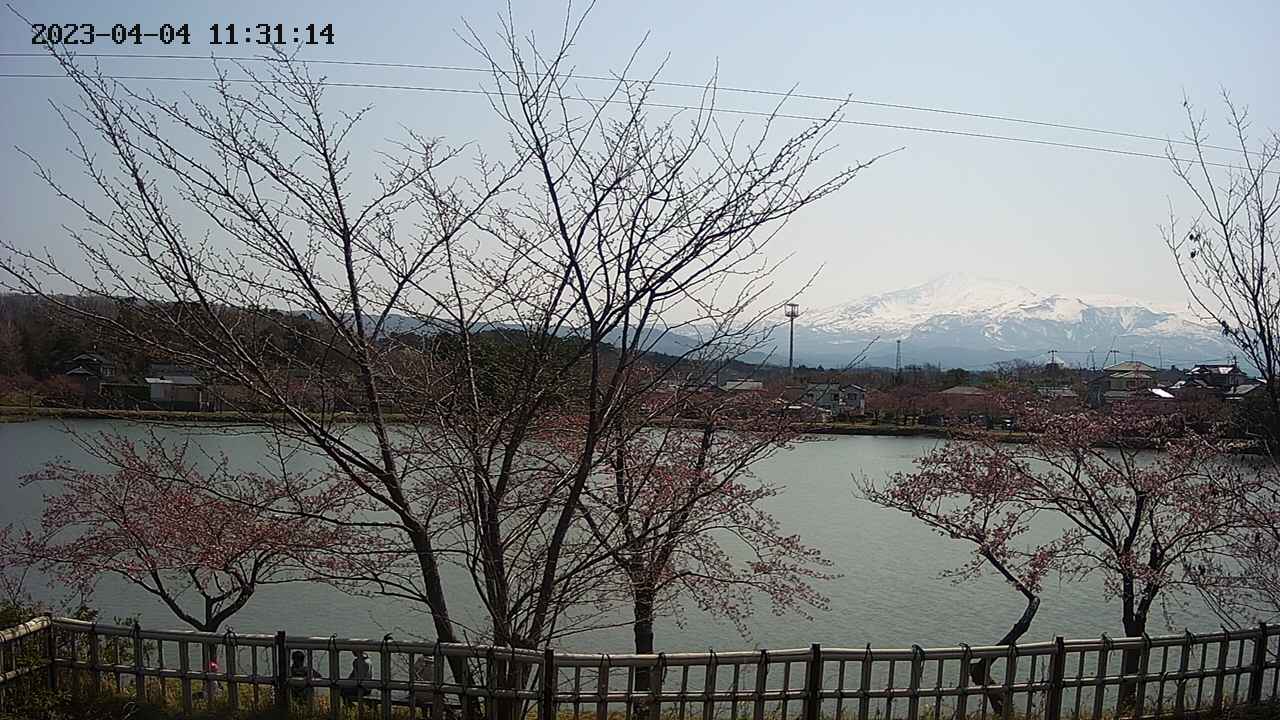 sakura-20230404113116.jpg