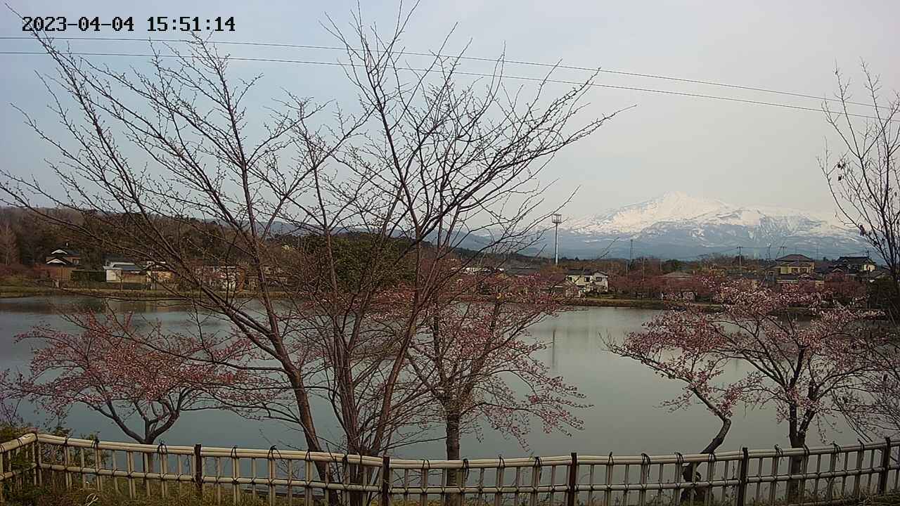 sakura-20230404155115.jpg