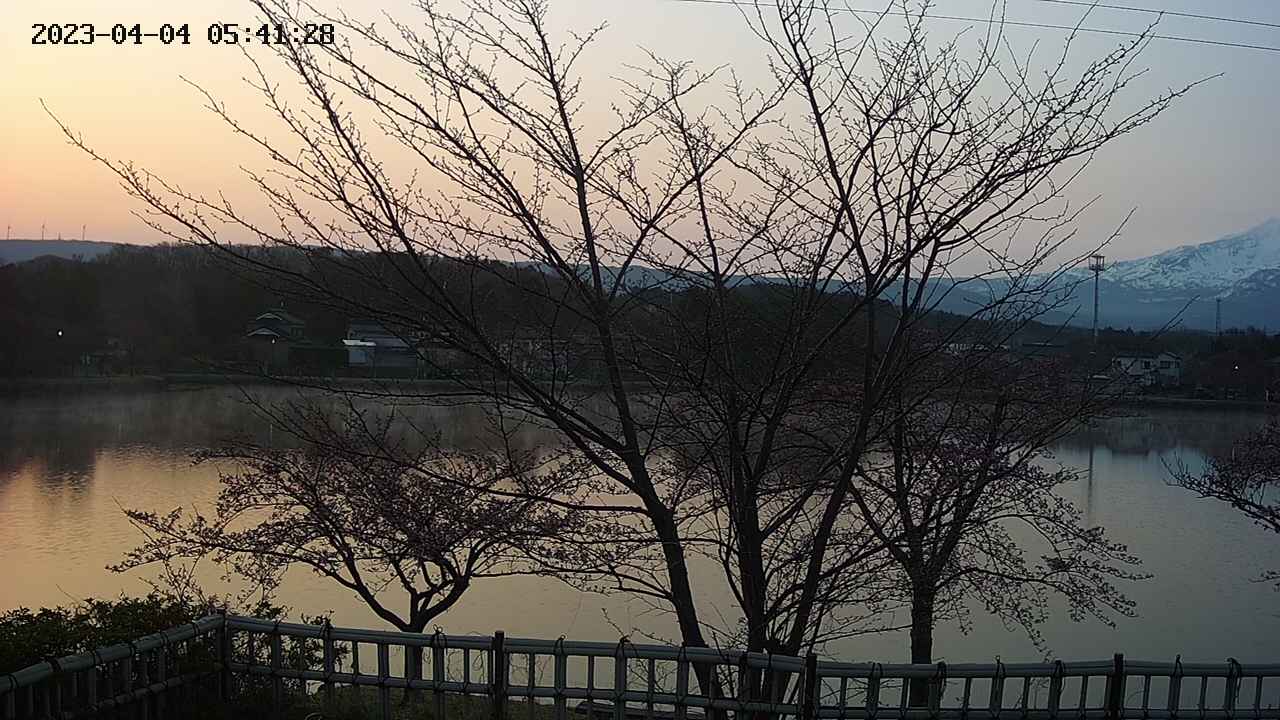 sakura2-20230404054129.jpg