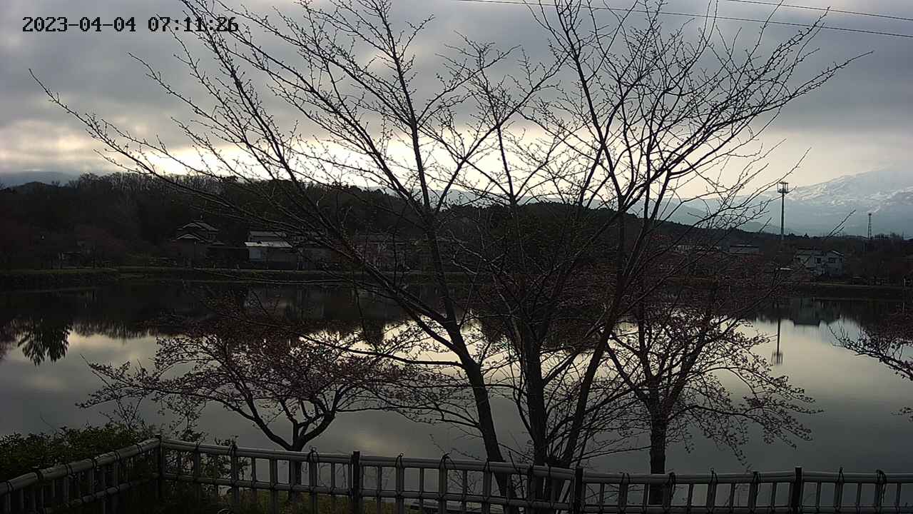sakura2-20230404071127.jpg