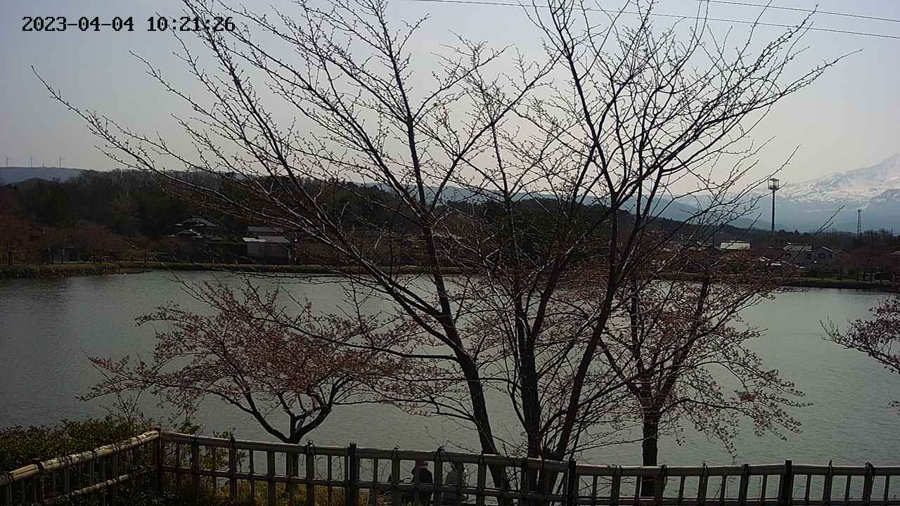 sakura2-20230404102127.jpg