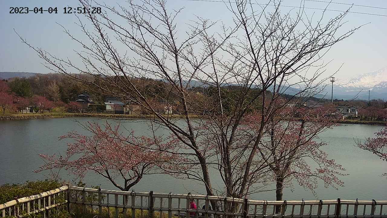 sakura2-20230404125131.jpg