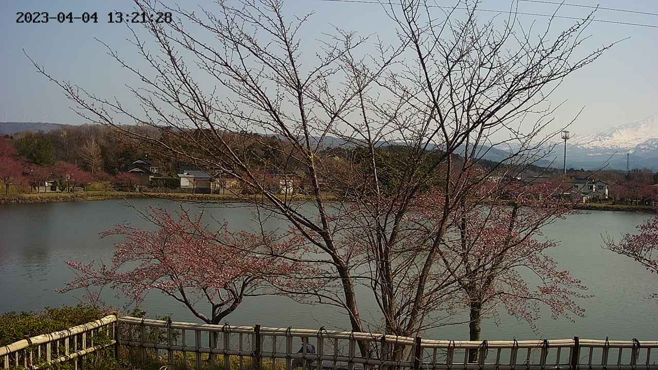 sakura2-20230404132129.jpg