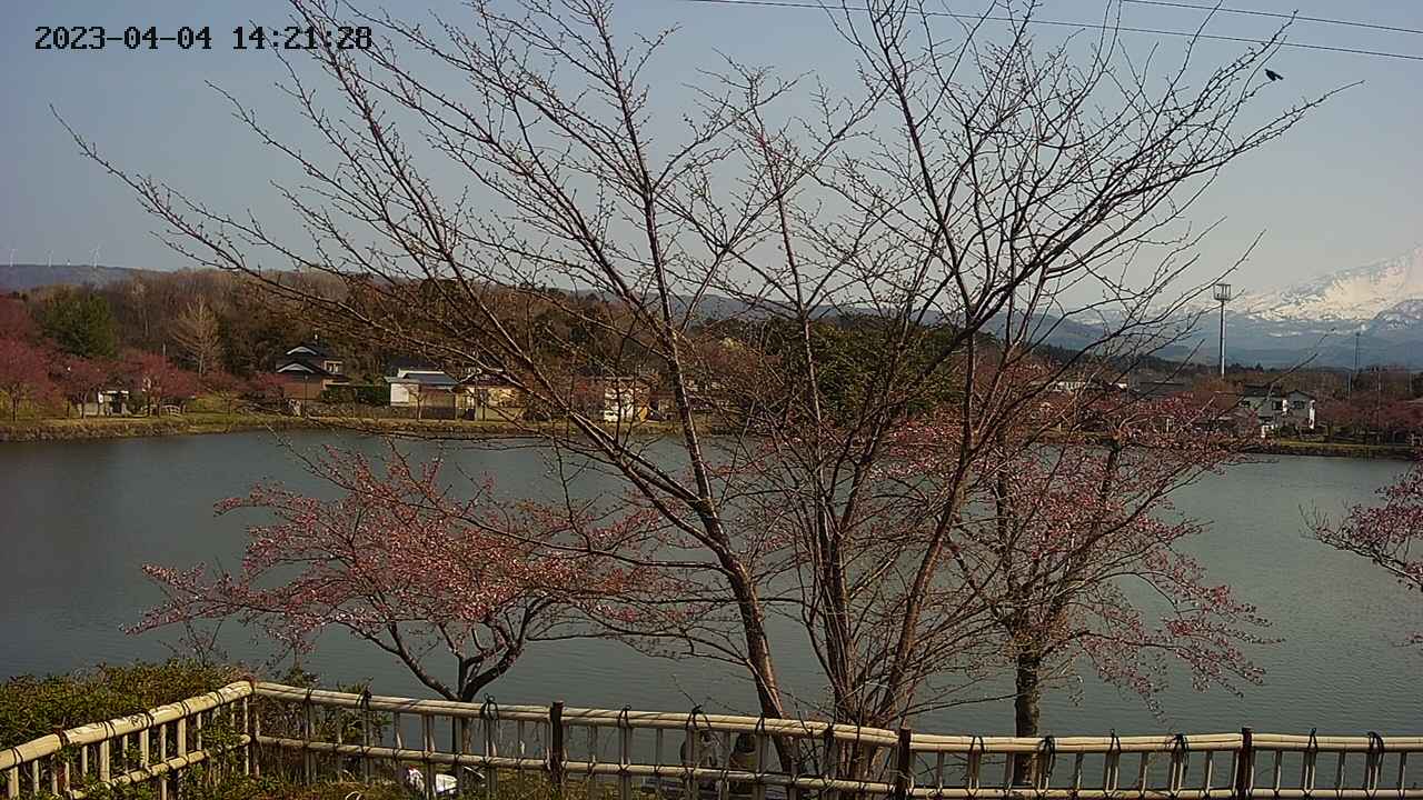 sakura2-20230404142130.jpg