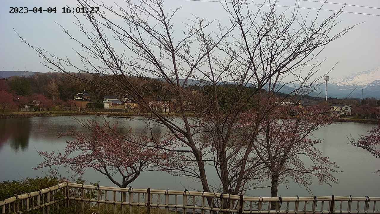sakura2-20230404160128.jpg